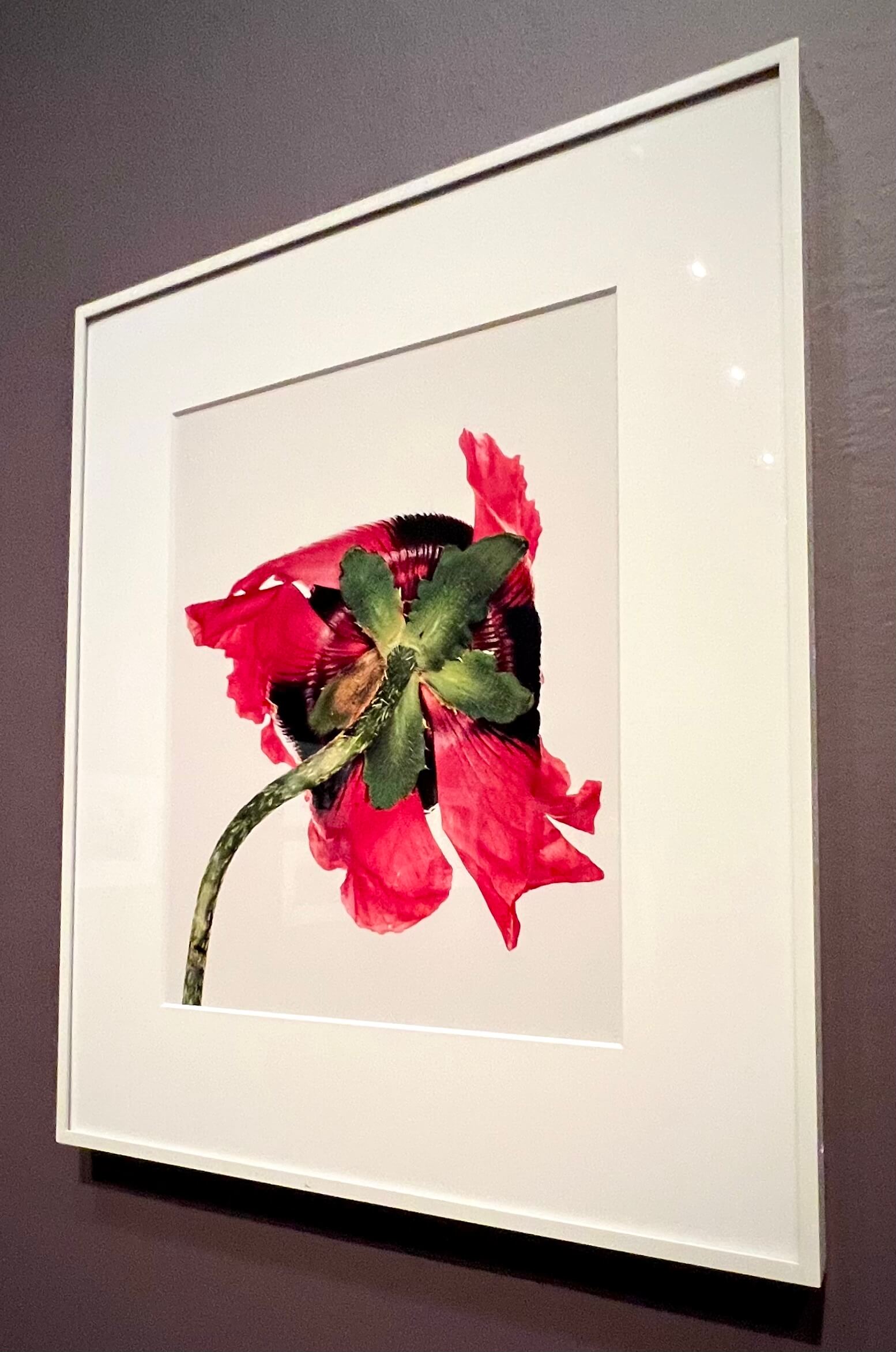 Irving Penn. Single Oriental Poppy, New York, 1968 (Printed 1989). Irving Penn Retrospective. de Young Museum, SF.